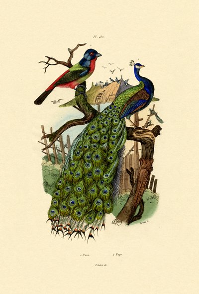 Pavo Real de French School